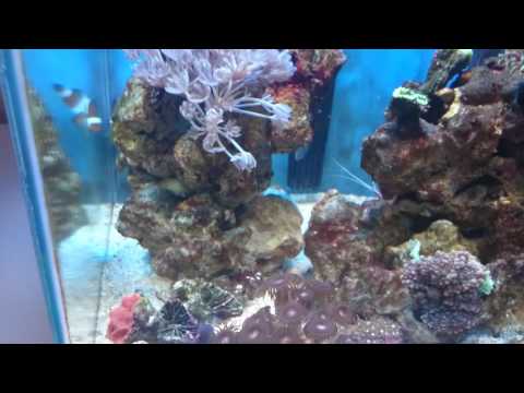 Akwarium morskie 30L