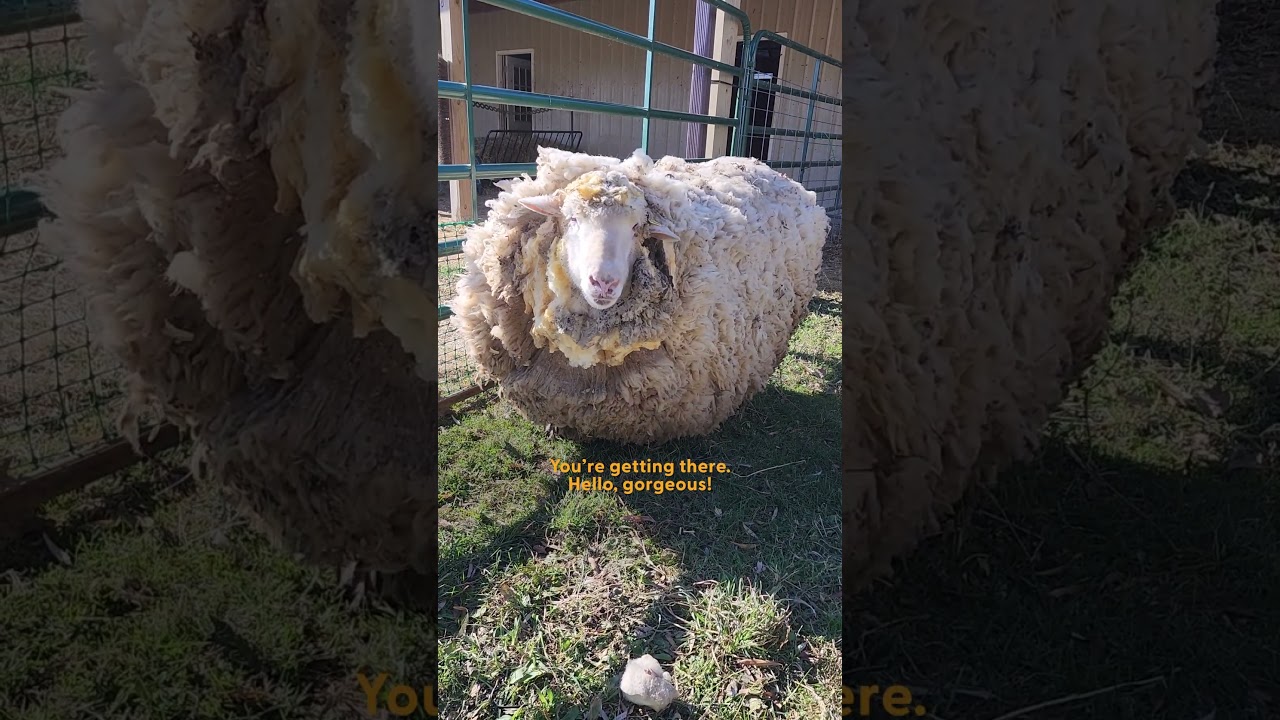 Sheep Leaps For Joy After Getting A Much-Needed Haircut | The Dodo