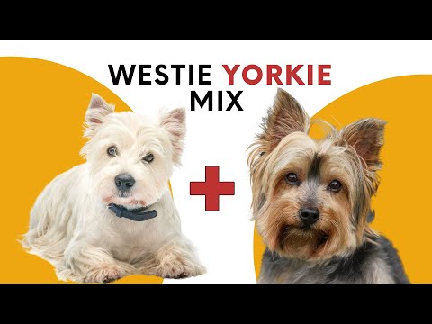 Fourche Terrier: Westie Yorkie Mix