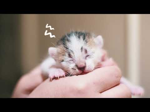 Tails Fosters! How To Foster Pregnant Nursing Cat