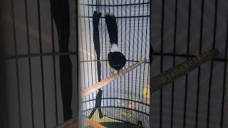 Download lagu murai batu gaya sujud seri f4 gacor #burung #shot #gantanganburung #kicaumania #muraibatugacor mp3