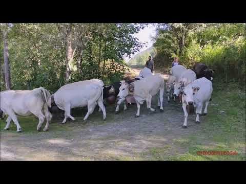 3^PARTE : TRANSUMANZA A PONTECHIANALE IN VALLE VARAITA (CN) DOM. 11 - 9 - 2022.