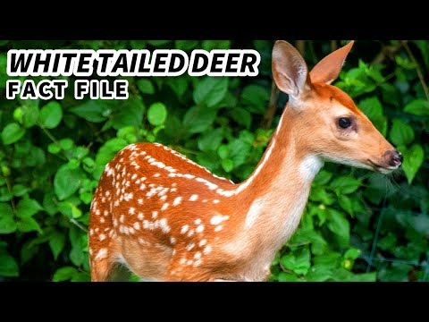 White Tailed Deer Facts: the SMALLEST North American Deer 🦌