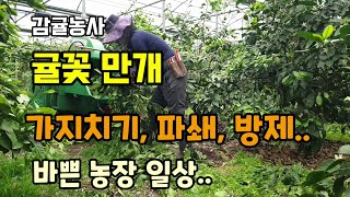 귤꽃 만개 감귤나무가지치기 파쇄 방제 지금 해야할 일들 바쁜 농사일상 감귤농사