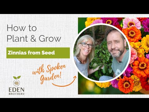 How to Plant and Grow Zinnias from Seed