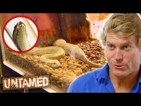Deadly Death Adder Has Become Massively Swollen! 🐍 | Bondi Vet Clip | Untamed