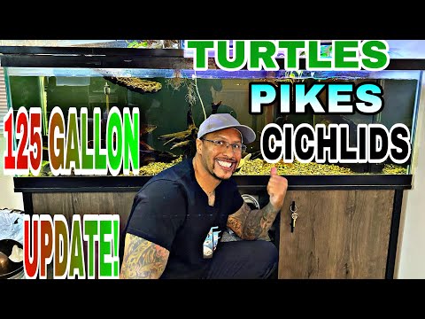 125 GALLON GALLON AQUARIUM UPDATE!! **WE GOT PIKES; TURTLES & A MADAGASCAR CICHLID**