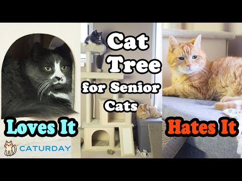 Um...I picked the wrong cat tree for my senior cats (PAWZ Road 50 inch Luxury Cat Tree Review)