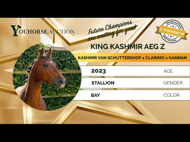 King Kashmir loose jumping