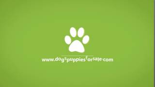 Buy or sell puppies online