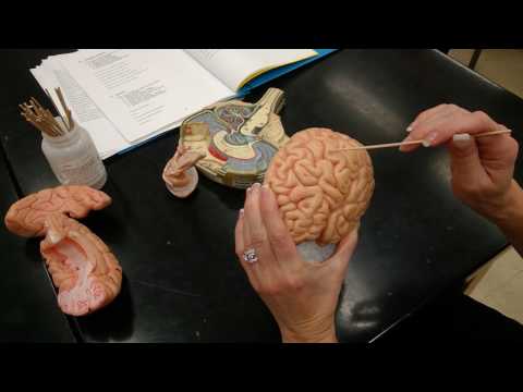 Lab Video Brain, Meninges, Ventricles Part 1