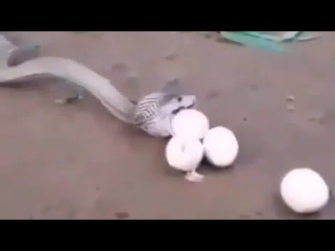 IOV - | Snake Vomiting Out Whole Egg |