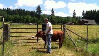 Teaching Our Calf To Lead - Part 2 of 6