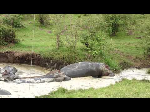 Hippos in Masai Mara