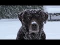 🐾 ❄️ 8-Hour Winter Dog TV  Serene Calming Snowy Scenery With Happy Dogs (Meditation Music)  🐶🎵