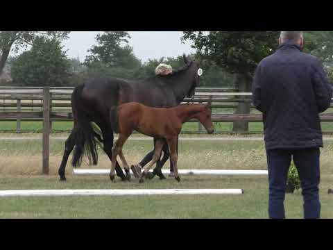 Sudweyher Fohlentermin 2020 - Kat.-Nr. 08