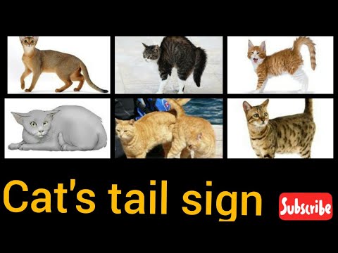 How to know your cat better | Cat's tail language | Facts about cats