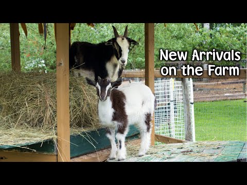 New Arrivals on the Farm - Straw Bale Garden & Greenhouse - Farm Vlog #277