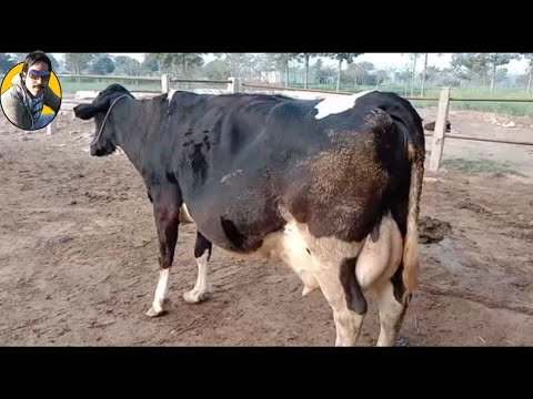 3 Beautifull Australian freasian cows | M Younis Ali Khushab