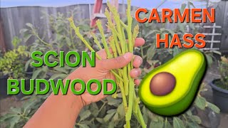 MENDEZ CARMEN HASS MEJORADO LOCA AVOCADO TREES IN WATSONVILLE CALIFORNIA SCION BUDWOOD HARVEST