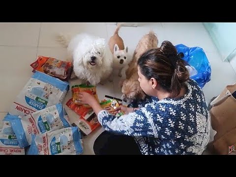 DOGS go CRAZY to see so many treats | GROCERY SETTING | Ss Vlogs :-)