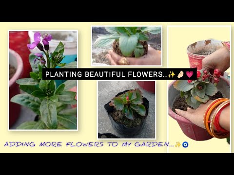 Adding more flowers to our garden..✨🤌🏻💗 | Garden Find Count | planting flowers
