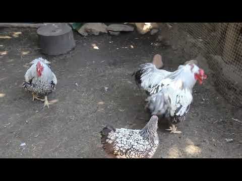 ЮАР. Кейптаун. Мир птиц и парк обезьян. World of Birds Wildlife Sanctuary & Monkey Park. Петушки раздухарились!