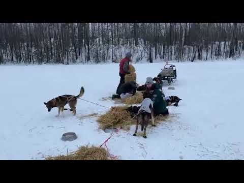Official Live Coverage - Nic Petit First Willow 300 Sled Dog Team into Trapper Creek Alaska 2022