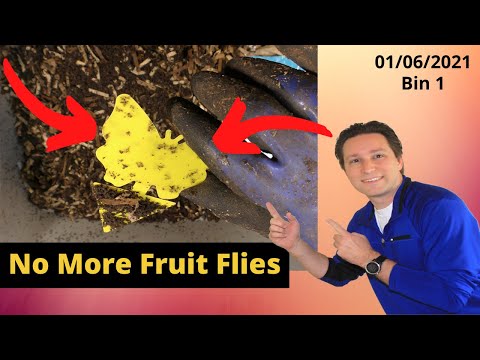 10 Gallon Worm Bin 1 Fruit Fly issue solved 01/06/2021
