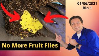 10 Gallon Worm Bin 1 Fruit Fly issue solved 01/06/2021