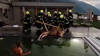 Alto Adige, la mucca cade nella piscina del wellness-hotel: l'intervento dei vigili del fuoco