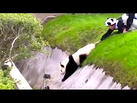 オジーマンのレビュー。パンダ (Ozzy Man Reviews: Pandas)