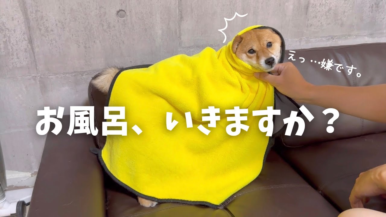 やっぱりお風呂は嫌いな豆柴