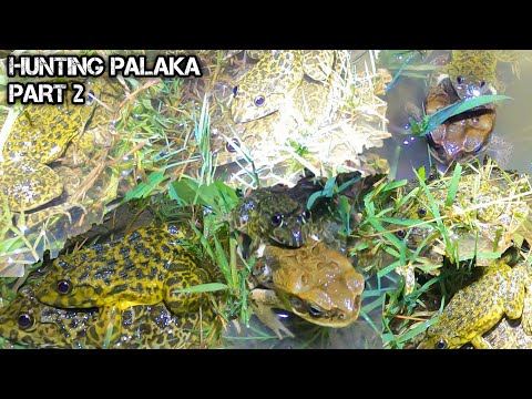 e118 Part 2 | Nakarami Ng Palakang Bukid Ang grupo | D Ilocano Hunter