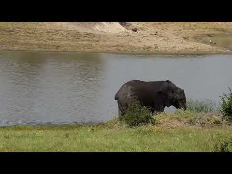 Djuma: Warthogs and then Elephants - 15:05 - 01/22/2023