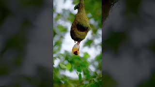 Download lagu Home isn't a place, its feelings 😍 Baya weaver nest building moment mp3 Download lagu Home isn't a place, its feelings 😍 Baya weaver nest building moment mp3