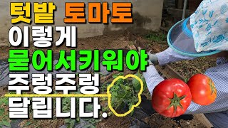 토마토 주렁주렁 달리게 하려면 꼭 이렇게하세요 곁순제거? 줄기묻기? 토마토키우기