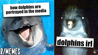 Don’t Mess With Dolphins… | r/Memes