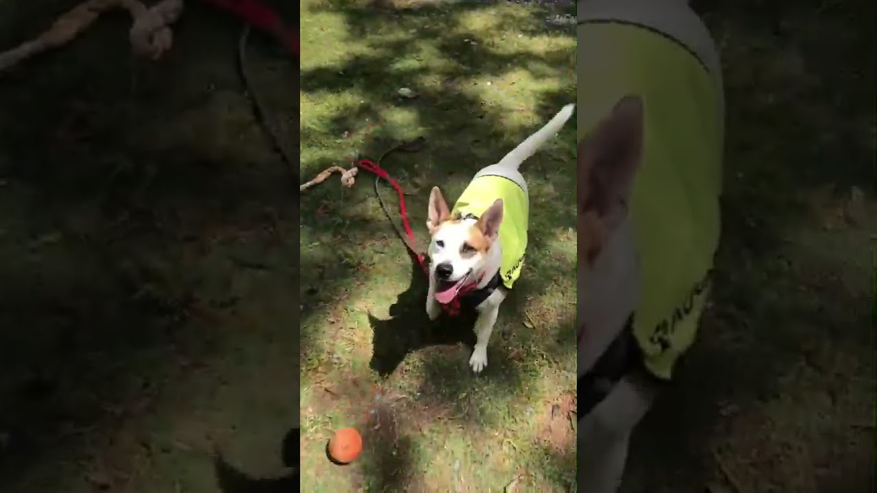 Enlarge Natalie, a ADOPTABLE mixed breed in Kennesaw, GA video 2/6