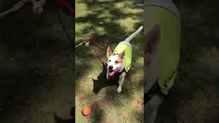 Video preview image #1 Mutt Puppy For Sale in Kennesaw, GA, USA