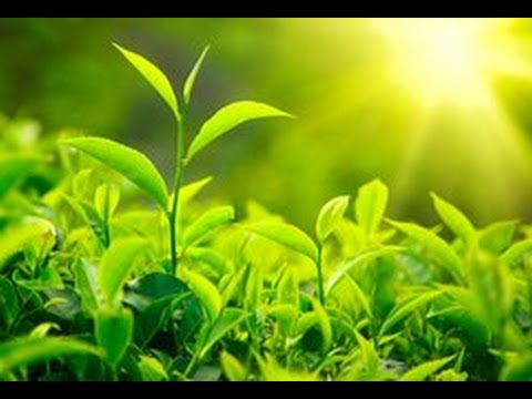 Luz do Sol video