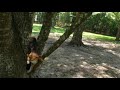 Tree Climbing Beagle June 3, 2020