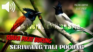 Download lagu Suara Pikat SERIWANG/TALI POCONG - paling ajaib buat pikat - Free Download mp3 mp3 Download lagu Suara Pikat SERIWANG/TALI POCONG - paling ajaib buat pikat - Free Download mp3 mp3