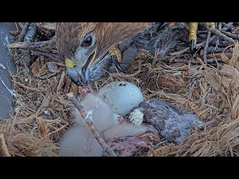 Second Egg Pipping As Cornell Hawks Cam Zooms In During Feeding – May 5, 2025