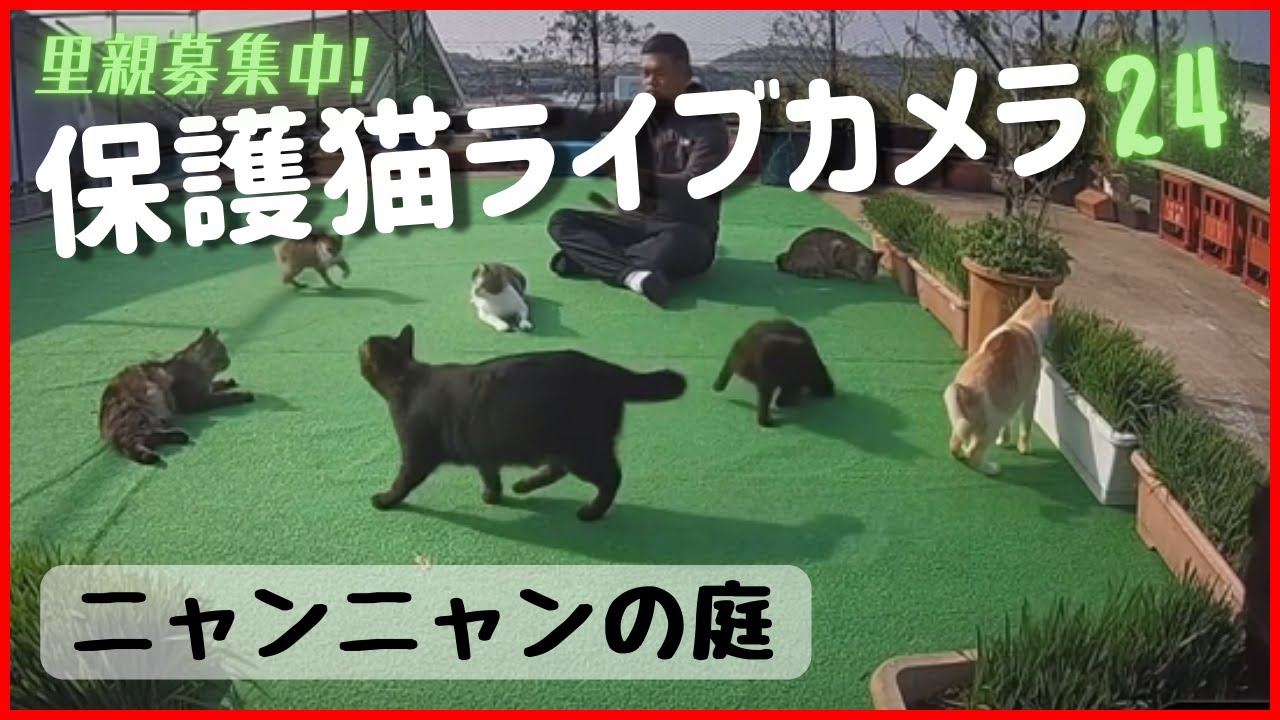 Live webcam view of Ojika Island Cat Sanctuary Garden