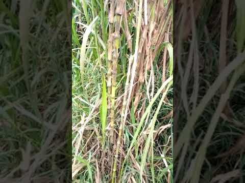 Emmuli Ddagala lyamaanyi