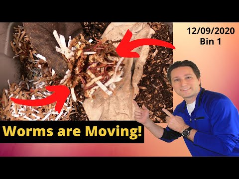 10 Gallon Worm Bin 1 Ongoing Horizontal Migration 12/09/2020