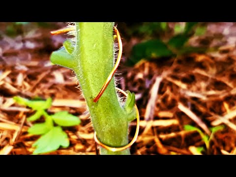 Does Copper WIRE Through Tomato Stem STOP Disease?