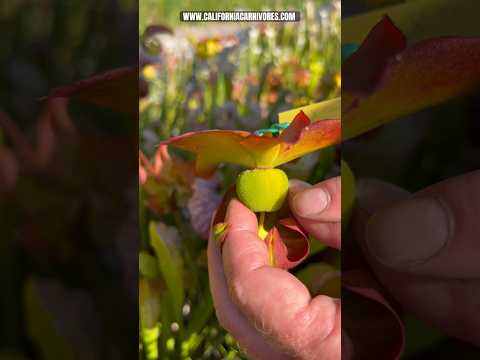 Are my Sarracenia seed pods ready? #carnivorousplant #gardening #pitcherplant