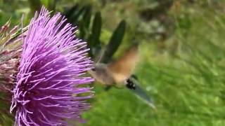 preview picture of video 'elmalı özekdere iznik bursa Macroglossum stellatarum'